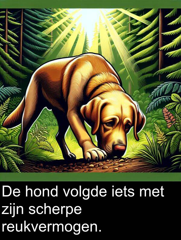 scherpe: De hond volgde iets met zijn scherpe reukvermogen.