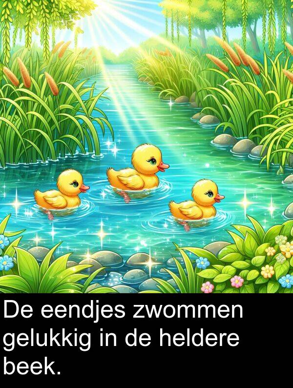 gelukkig: De eendjes zwommen gelukkig in de heldere beek.