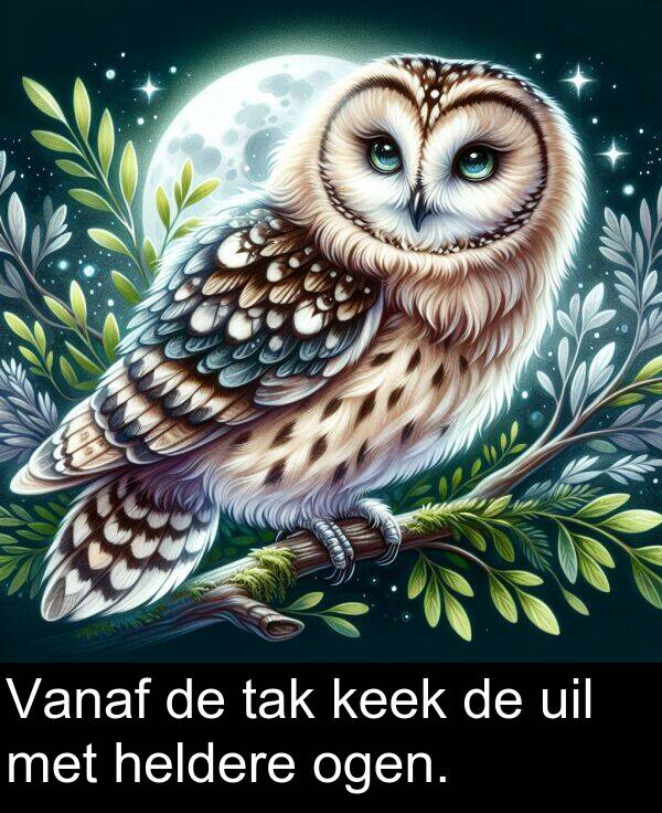 heldere: Vanaf de tak keek de uil met heldere ogen.