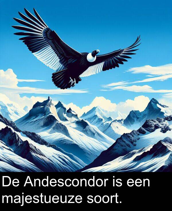 soort: De Andescondor is een majestueuze soort.