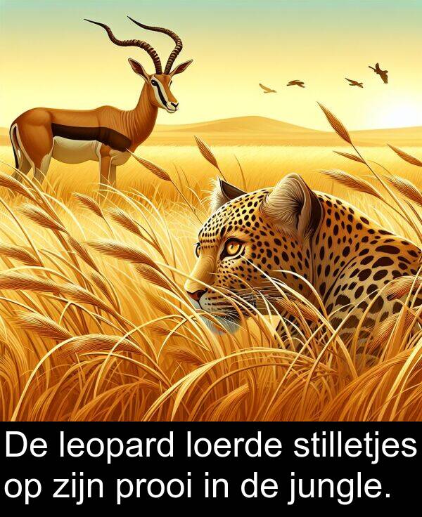 stilletjes: De leopard loerde stilletjes op zijn prooi in de jungle.