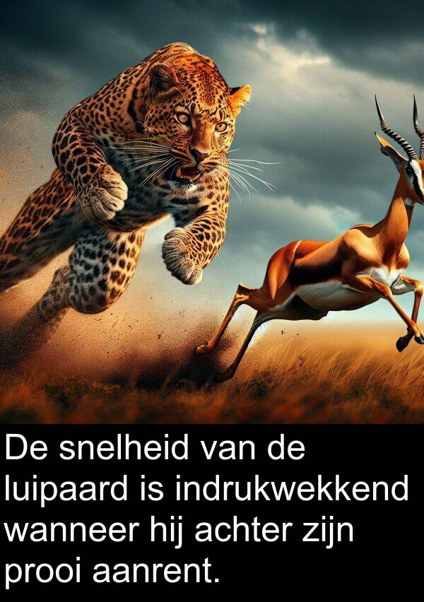 snelheid: De snelheid van de luipaard is indrukwekkend wanneer hij achter zijn prooi aanrent.