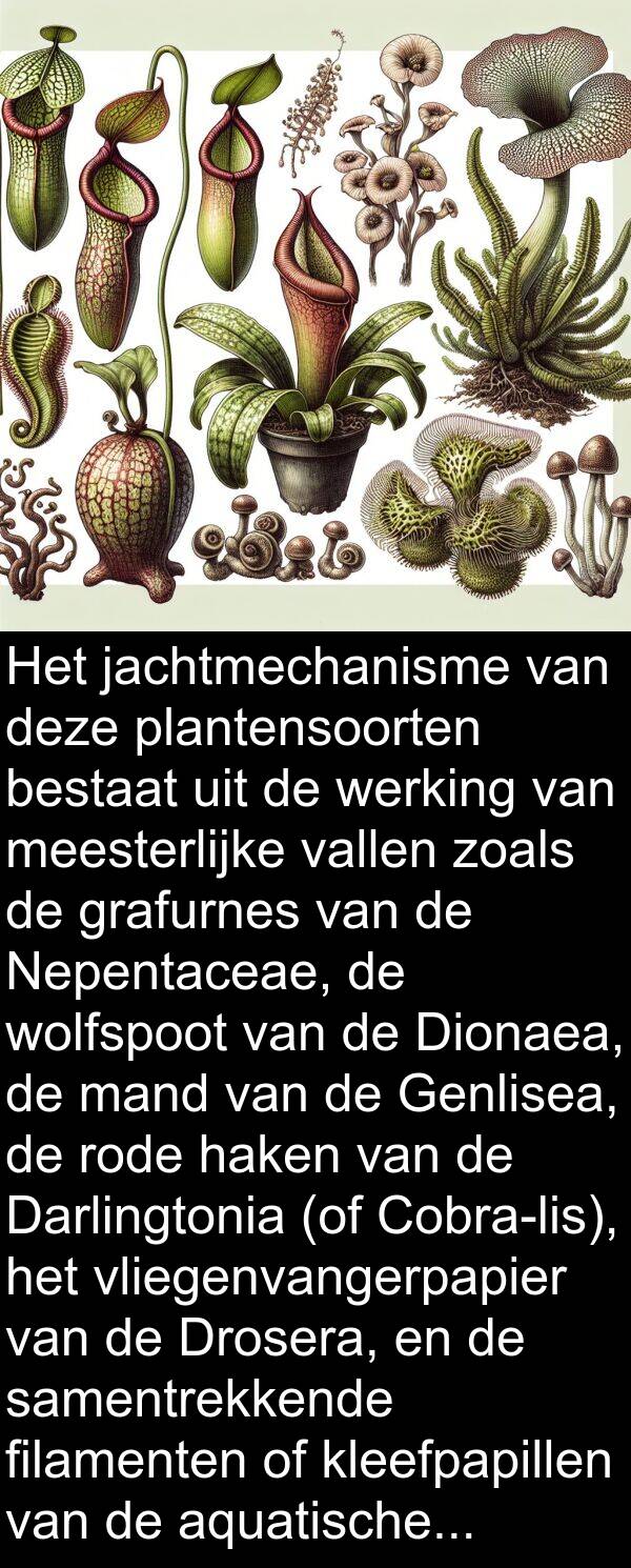 grafurnes: Het jachtmechanisme van deze plantensoorten bestaat uit de werking van meesterlijke vallen zoals de grafurnes van de Nepentaceae, de wolfspoot van de Dionaea, de mand van de Genlisea, de rode haken van de Darlingtonia (of Cobra-lis), het vliegenvangerpapier van de Drosera, en de samentrekkende filamenten of kleefpapillen van de aquatische schimmels van het type Zoofagen.