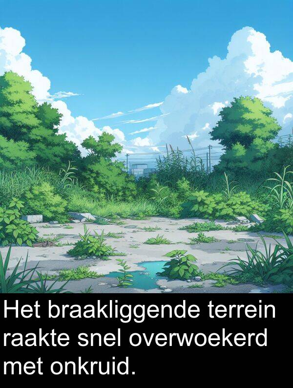snel: Het braakliggende terrein raakte snel overwoekerd met onkruid.