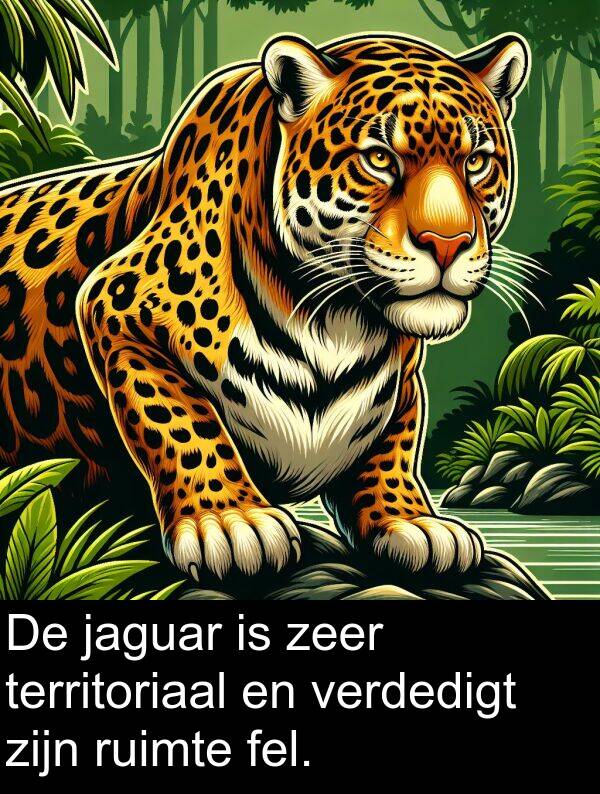 ruimte: De jaguar is zeer territoriaal en verdedigt zijn ruimte fel.