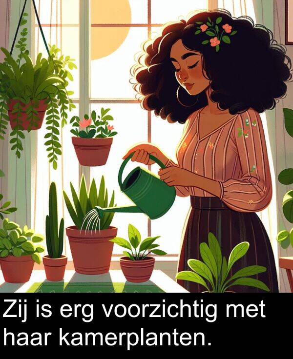 kamerplanten: Zij is erg voorzichtig met haar kamerplanten.