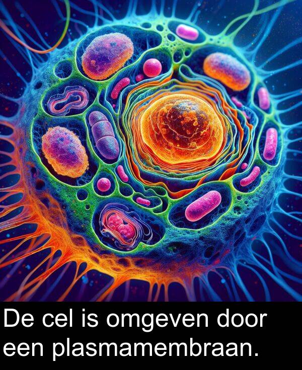 door: De cel is omgeven door een plasmamembraan.