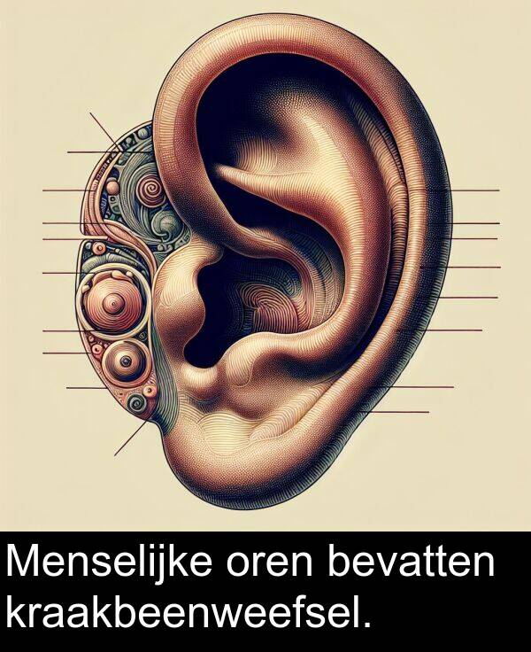 kraakbeenweefsel: Menselijke oren bevatten kraakbeenweefsel.