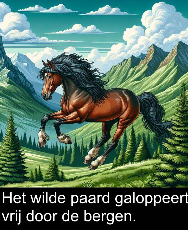 galoppeert: Het wilde paard galoppeert vrij door de bergen.