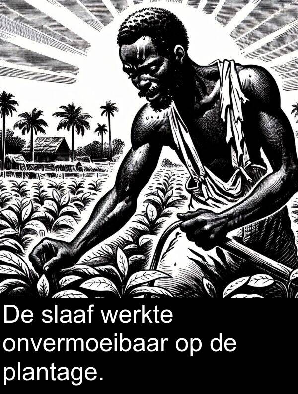 slaaf: De slaaf werkte onvermoeibaar op de plantage.