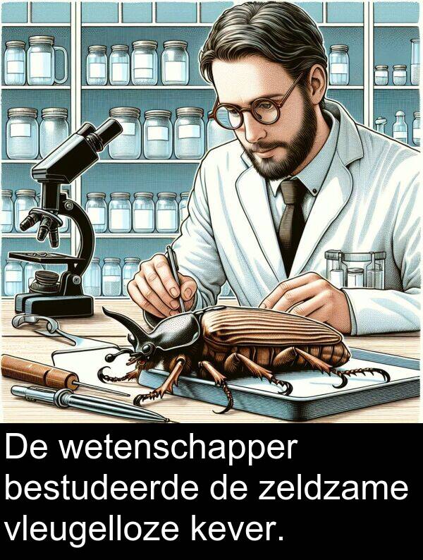 zeldzame: De wetenschapper bestudeerde de zeldzame vleugelloze kever.