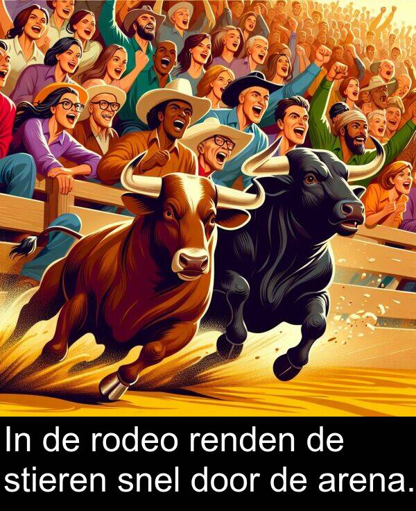 snel: In de rodeo renden de stieren snel door de arena.