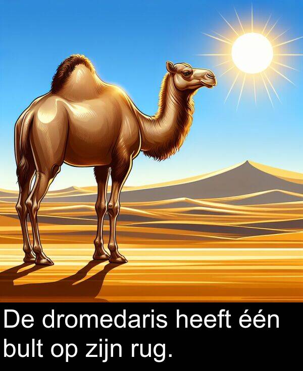 dromedaris: De dromedaris heeft één bult op zijn rug.