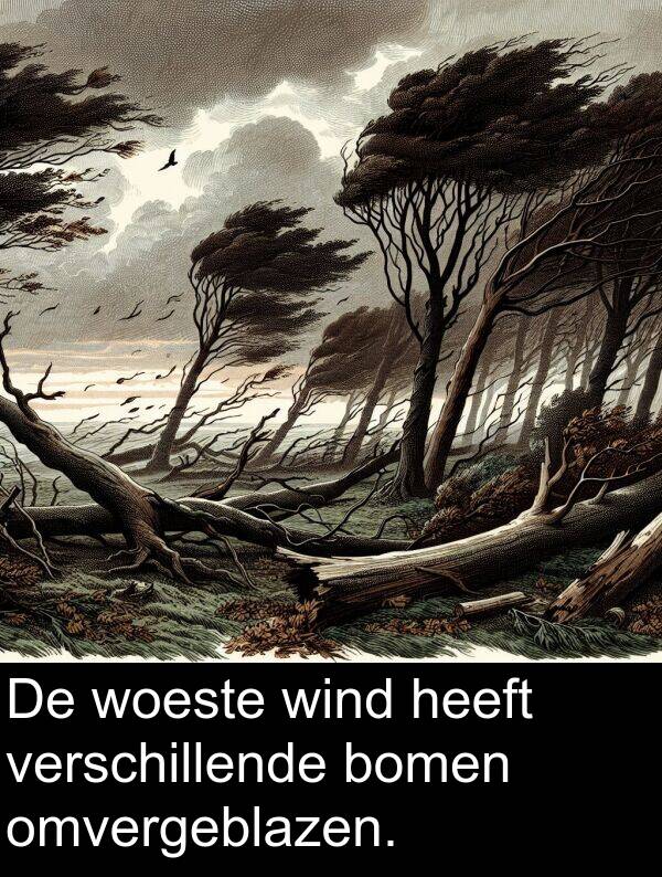bomen: De woeste wind heeft verschillende bomen omvergeblazen.