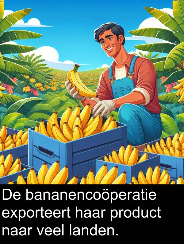 product: De bananencoöperatie exporteert haar product naar veel landen.