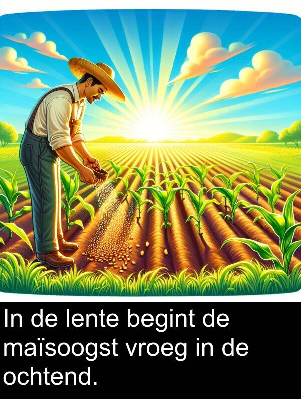 maïsoogst: In de lente begint de maïsoogst vroeg in de ochtend.