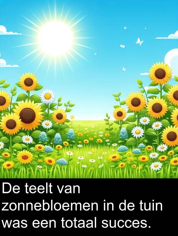 tuin: De teelt van zonnebloemen in de tuin was een totaal succes.
