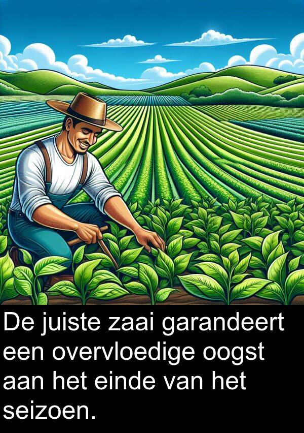 zaai: De juiste zaai garandeert een overvloedige oogst aan het einde van het seizoen.