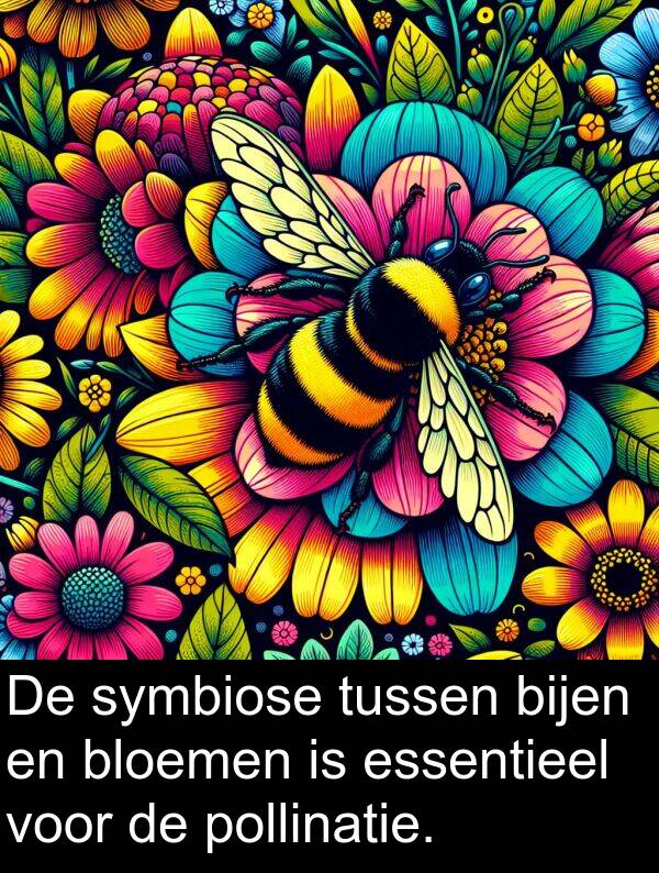 symbiose: De symbiose tussen bijen en bloemen is essentieel voor de pollinatie.