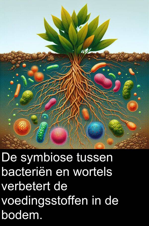 voedingsstoffen: De symbiose tussen bacteriën en wortels verbetert de voedingsstoffen in de bodem.