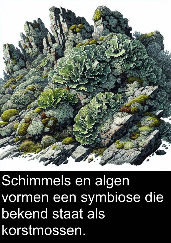 staat: Schimmels en algen vormen een symbiose die bekend staat als korstmossen.