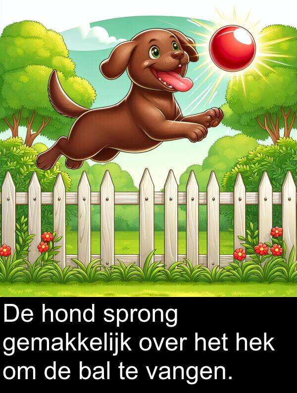 bal: De hond sprong gemakkelijk over het hek om de bal te vangen.