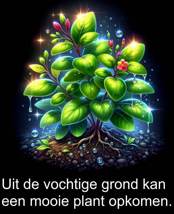 grond: Uit de vochtige grond kan een mooie plant opkomen.
