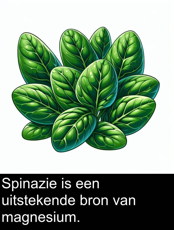 bron: Spinazie is een uitstekende bron van magnesium.