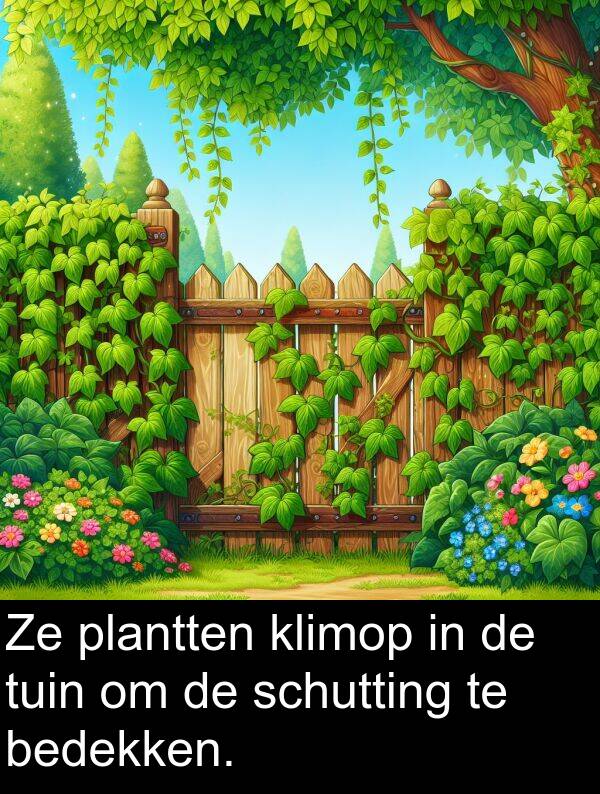 tuin: Ze plantten klimop in de tuin om de schutting te bedekken.