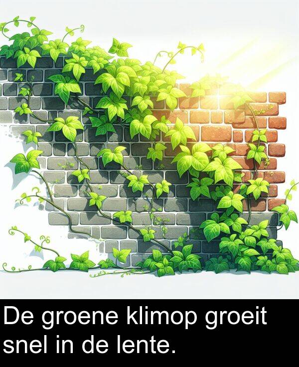 groene: De groene klimop groeit snel in de lente.
