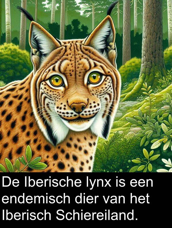 dier: De Iberische lynx is een endemisch dier van het Iberisch Schiereiland.