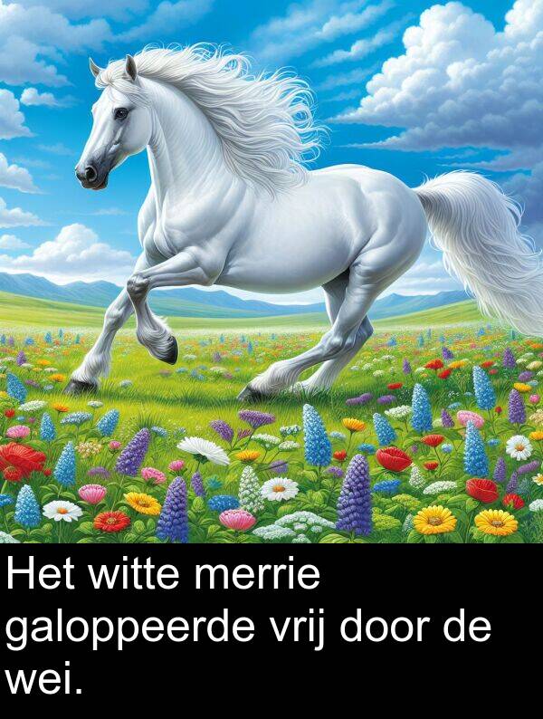 door: Het witte merrie galoppeerde vrij door de wei.