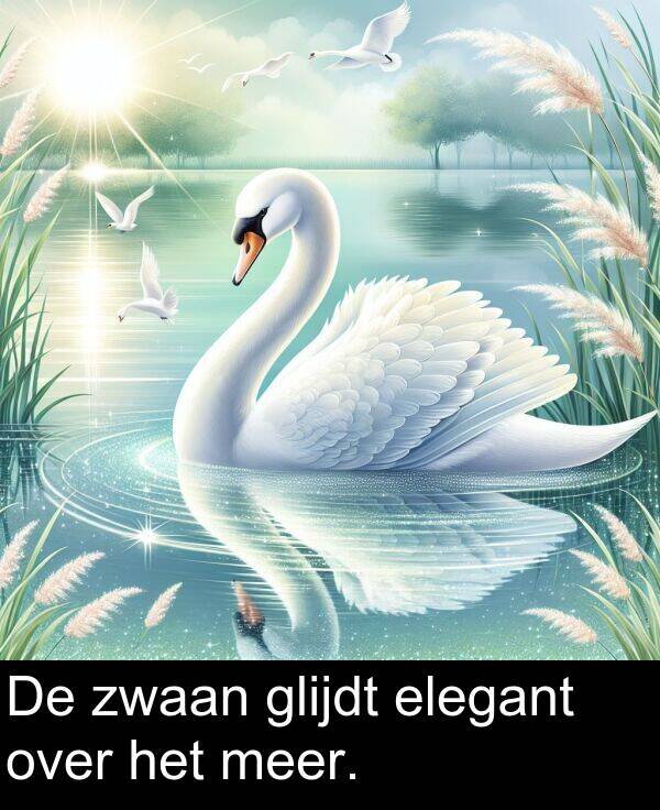 glijdt: De zwaan glijdt elegant over het meer.