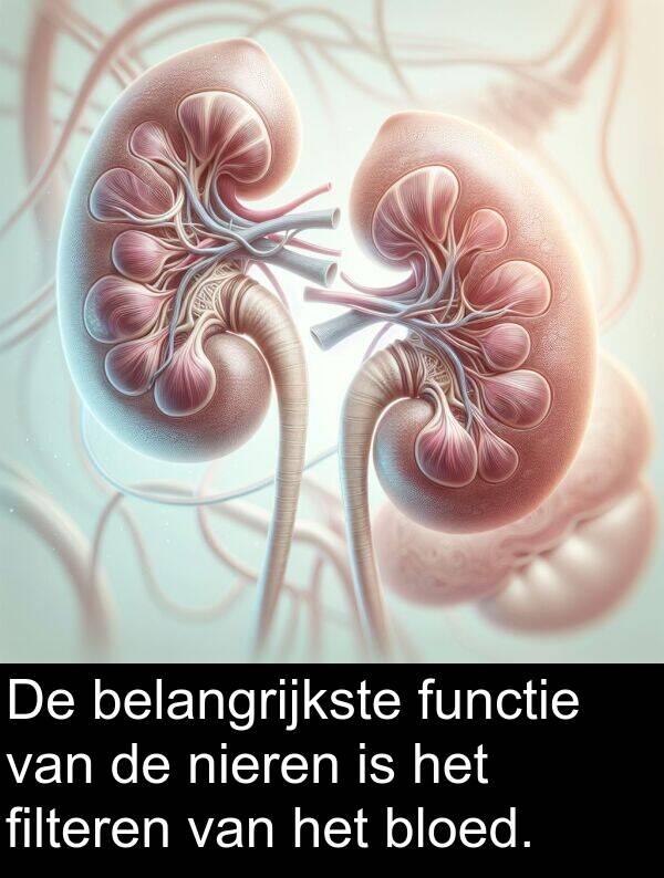 filteren: De belangrijkste functie van de nieren is het filteren van het bloed.