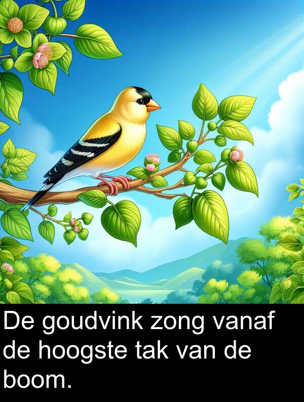 zong: De goudvink zong vanaf de hoogste tak van de boom.