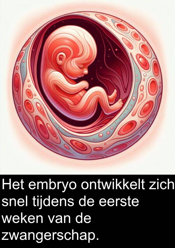 snel: Het embryo ontwikkelt zich snel tijdens de eerste weken van de zwangerschap.