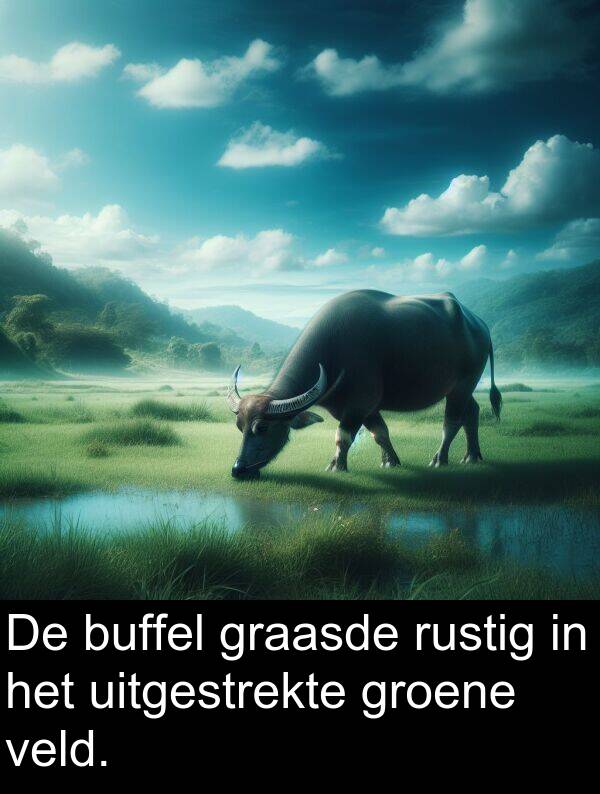 groene: De buffel graasde rustig in het uitgestrekte groene veld.