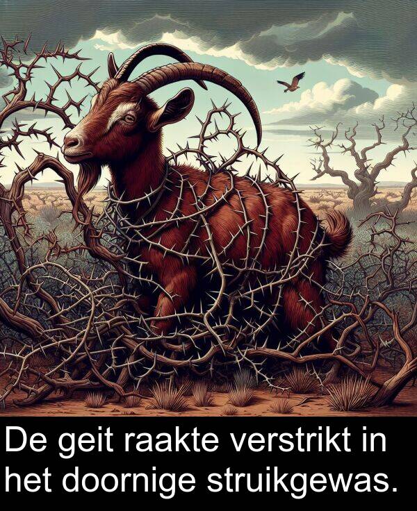 geit: De geit raakte verstrikt in het doornige struikgewas.