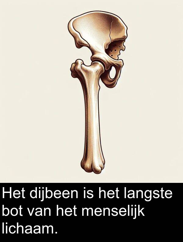 menselijk: Het dijbeen is het langste bot van het menselijk lichaam.