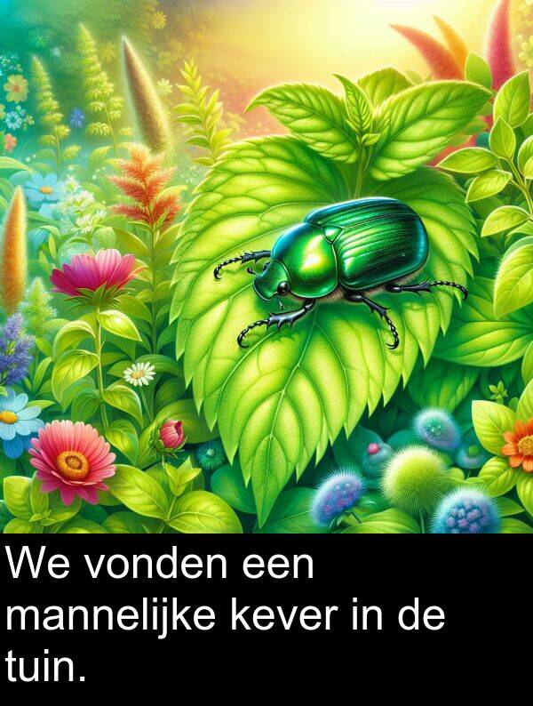 tuin: We vonden een mannelijke kever in de tuin.