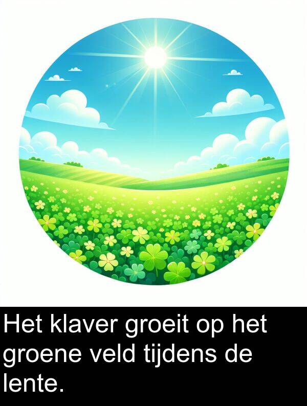 groene: Het klaver groeit op het groene veld tijdens de lente.