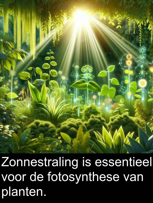 fotosynthese: Zonnestraling is essentieel voor de fotosynthese van planten.