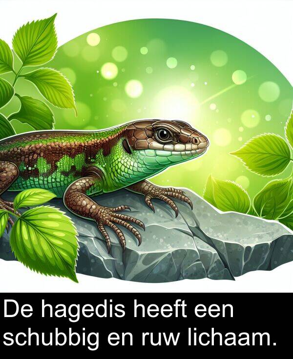schubbig: De hagedis heeft een schubbig en ruw lichaam.