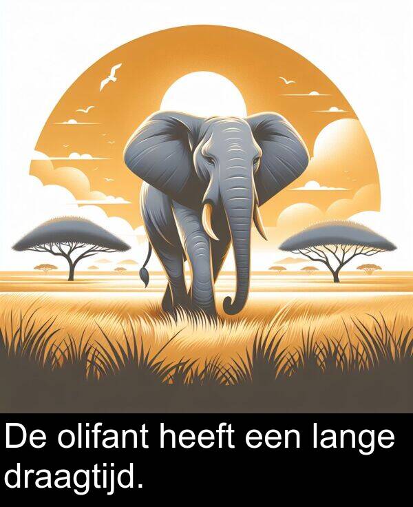 draagtijd: De olifant heeft een lange draagtijd.