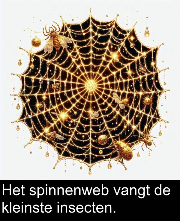 spinnenweb: Het spinnenweb vangt de kleinste insecten.