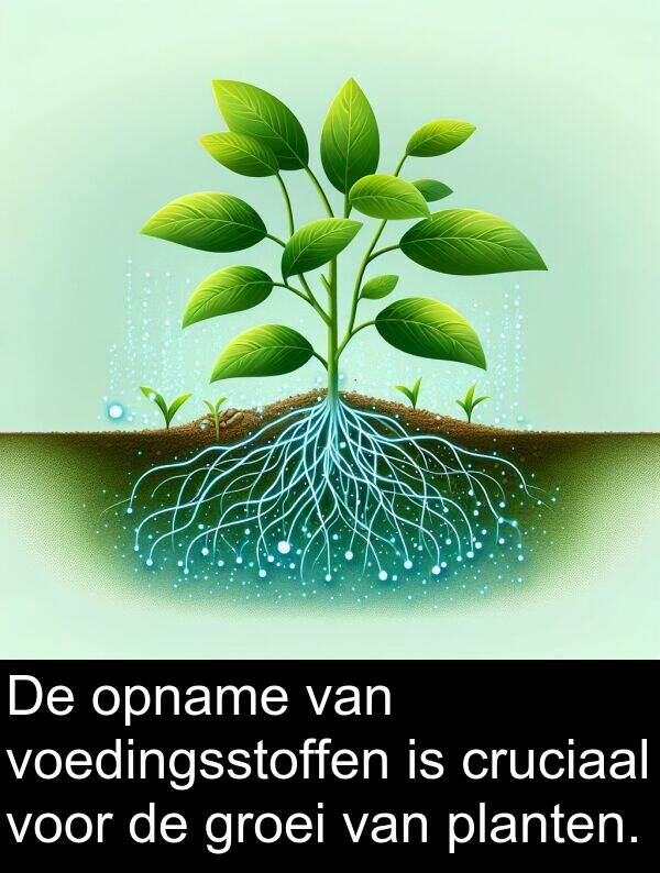 groei: De opname van voedingsstoffen is cruciaal voor de groei van planten.