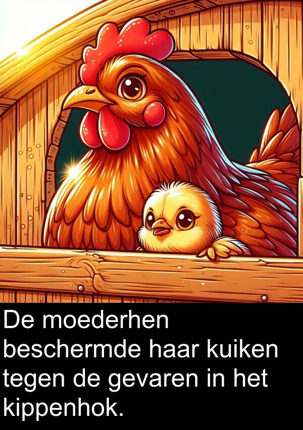 gevaren: De moederhen beschermde haar kuiken tegen de gevaren in het kippenhok.