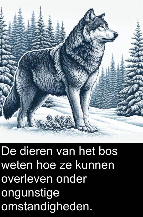onder: De dieren van het bos weten hoe ze kunnen overleven onder ongunstige omstandigheden.