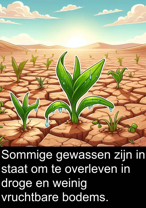 gewassen: Sommige gewassen zijn in staat om te overleven in droge en weinig vruchtbare bodems.