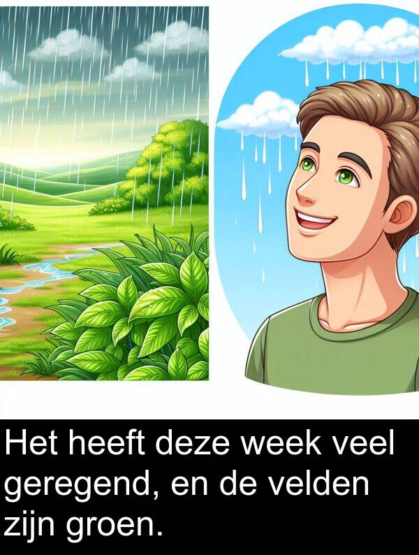 groen: Het heeft deze week veel geregend, en de velden zijn groen.